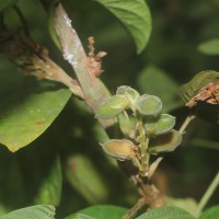 Flemingia macrophylla (Willd.) Kuntze ex Merr.